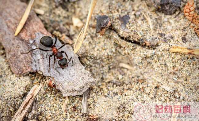 被红火蚁咬了有什么症状 ​被红火蚁咬了怎么办