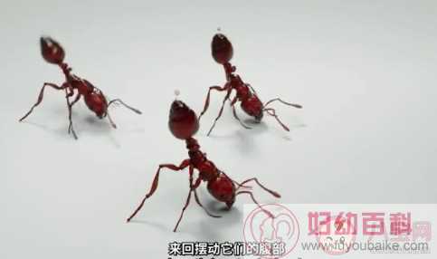 被红火蚁咬伤该如何处理 怎么样防止被红火蚁咬伤