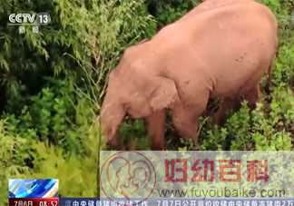 云南大象会不会吃到毒蘑菇 怎样分辨蘑菇有没有毒