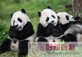 国外租借大熊猫的费用是多少 为什么国外要抢着租借大熊猫
