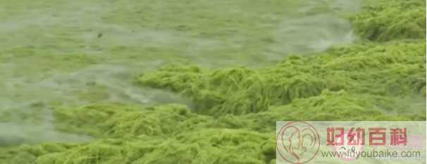 专家称青岛浒苔可能会长期存在于近海 青岛15年浒苔哪里来