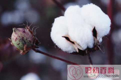 棉花是植物的花吗 蚂蚁庄园7月29日答案