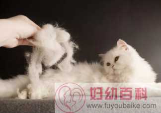 猫毛会吸进肺里对身体有害吗 养猫人如何清理猫毛