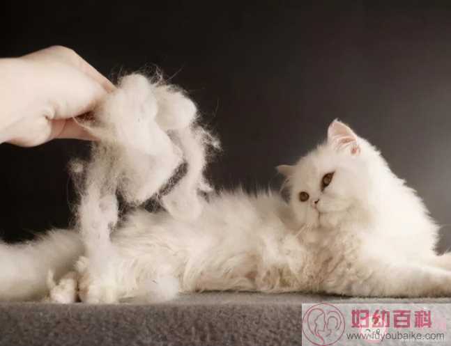 猫毛会吸进肺里对身体有害吗 养猫人如何清理猫毛