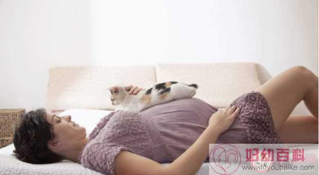 怀孕了不能养猫是真吗 养猫感染弓形虫的概率大吗