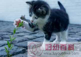 哪些花草猫猫吃了会中毒 家里养猫不宜养的植物