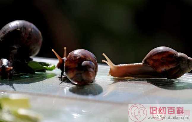 蜗牛爬过会有一条黏液有啥用 最新蚂蚁庄园10月23日答案