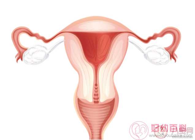 子宫内膜为什么变薄 子宫内膜是如何影响怀孕的
