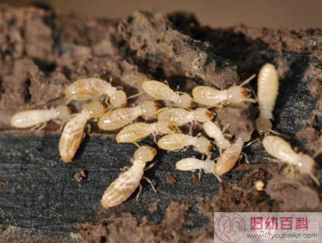 蚂蚁新村白蚁喜欢甜味易分解的食材对不对 12月30日正确答案