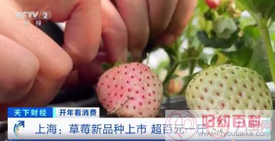 菠萝味草莓一斤150元 草莓都有哪些口味