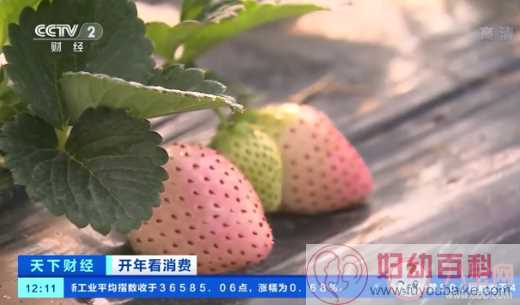 菠萝味草莓一斤150元 草莓都有哪些口味