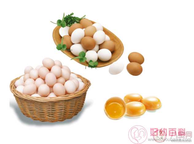 红皮鸡蛋和白皮鸡蛋的营养一样吗 红壳鸡蛋和白壳鸡蛋买哪个