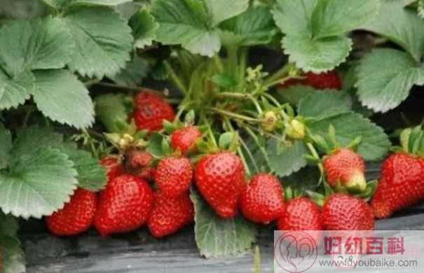 在种植过程中草莓需要补钙吗 蚂蚁新村1月6日答案