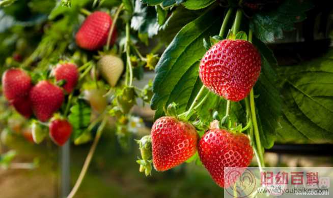 草莓种植过程中需不需要补钙 蚂蚁新村1月6日答案