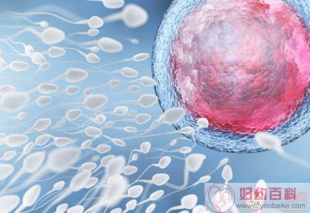 哪些备孕女性需要B超监测排卵 卵泡没发育成熟就排卵还能怀孕吗