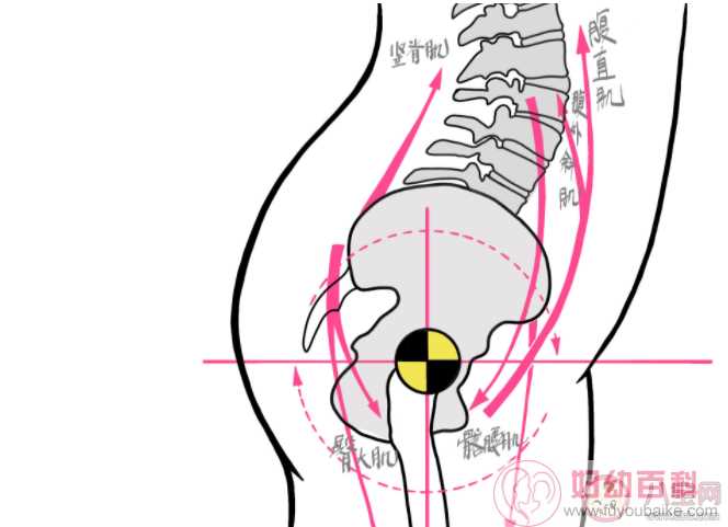 什么样的翘臀是骨盆前倾 造成骨盆前倾的原因是什么
