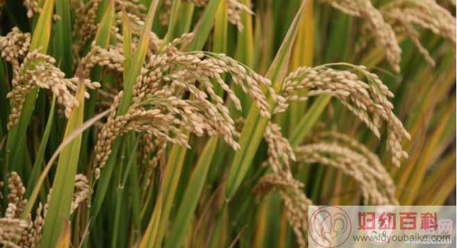 我国的水稻主要成分是淀粉对吗 蚂蚁新村3月15日问题答案