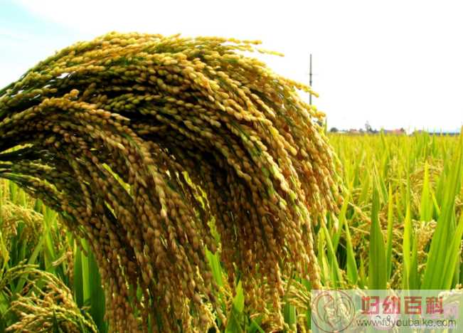 我国的水稻主要成分是淀粉对吗 蚂蚁新村3月15日问题答案