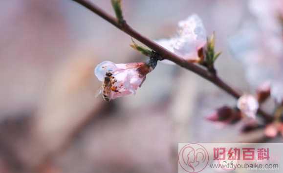 以下哪一种天气情况更适合花粉过敏者外出踏青赏花 蚂蚁庄园4月4日答案介绍