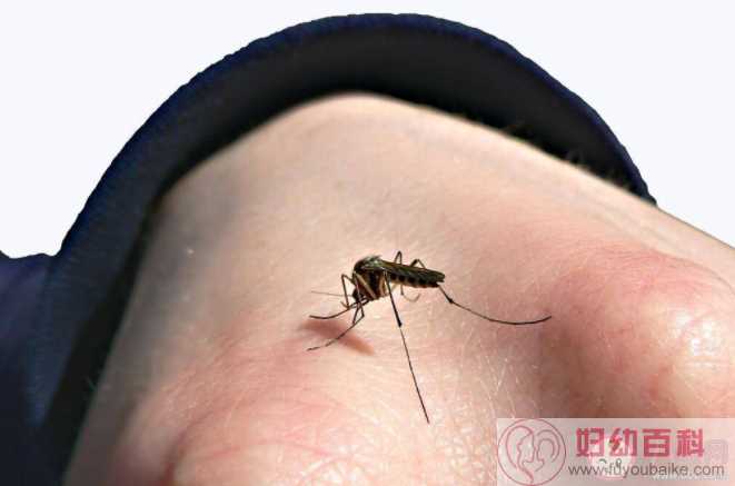 为什么广东的蚊子又多又大 蚊子包可以挤破吗