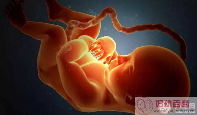 胎儿在母体内会排便吗 胎儿的尿液粪便都排到哪里了