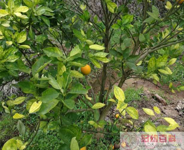 柑橘在生长过程中叶片失绿发黄是为什么 蚂蚁新村6月10日答案
